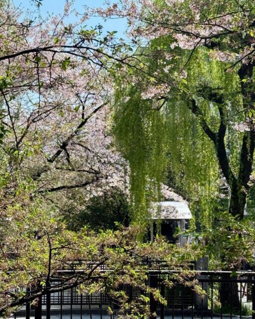 The Kyoto urban landscape combines two of my favourite trees in large quantities: Cherries and Weeping Willows. Heaven. Just add water. #sakuraheaven #willowtrees