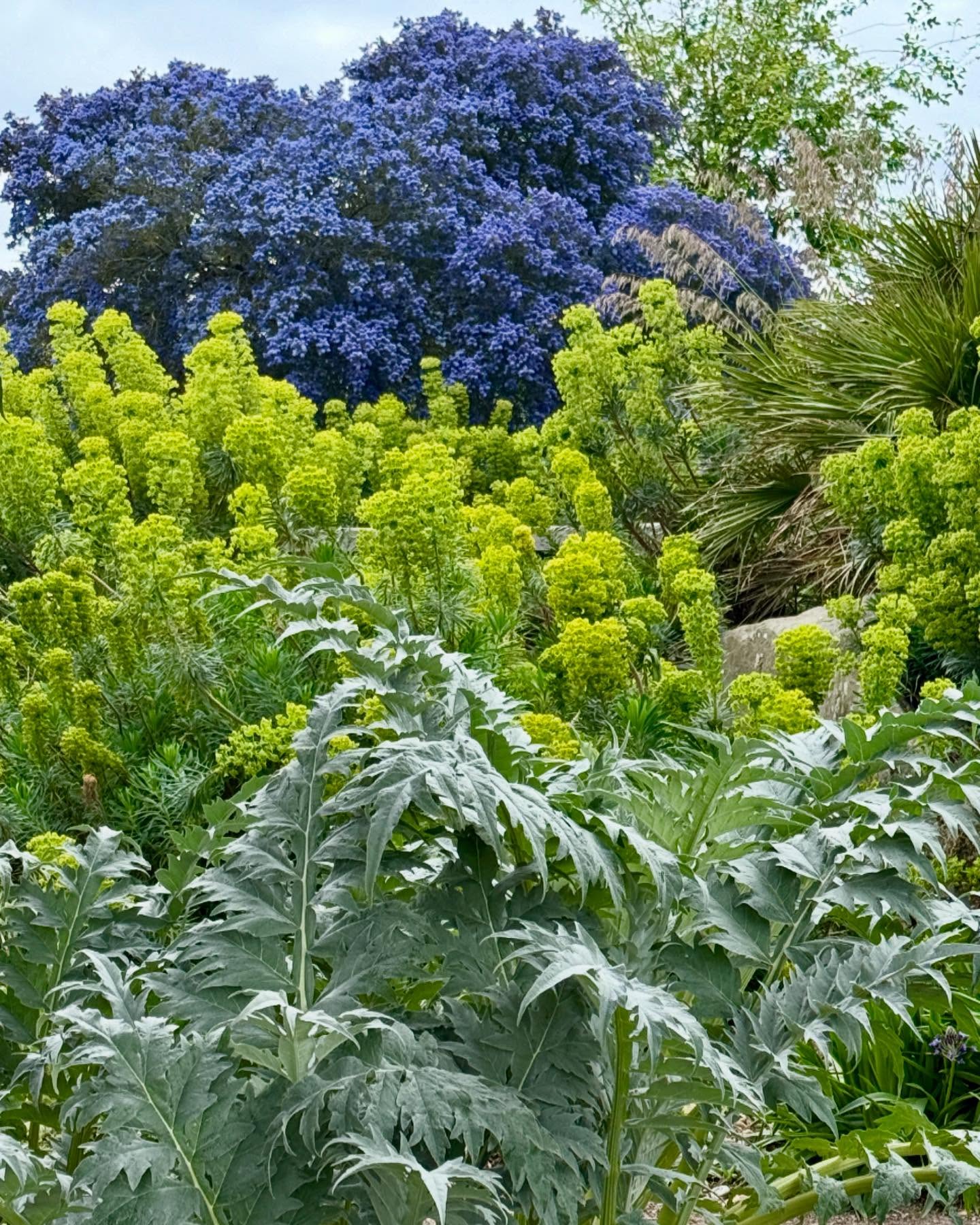 What a show stopping combo of colour and form in the dry garden at RHS Hyde Hall today. Cynara cardunculus in the foreground, Euphorbia wulfenii mid and the brilliant blue of a Ceanothus to the rear. It’s such a joy and privilege to give my time to the RHS Council especially when we hold our meetings around our different gardens. #rhshydehall