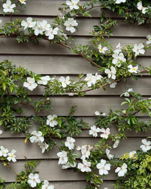 For some time I’ve been hoping to see Rosa ‘Cooperi’ (Cooper’s Burma Rose) in full flower and here it was in all its glory on the side of the barn at RHS Hyde Hall. It reminded me of a beautiful linen fabric by Sanderson called Poet’s Rose. #rhshydehall #sandersondesigngroup