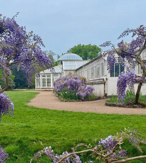 A sought after gardening role working with the fabulous Head Gardener Rosie Fyles at Chiswick House. See link below to role description. https://chiswickhouseandgardens.org.uk/gardener/