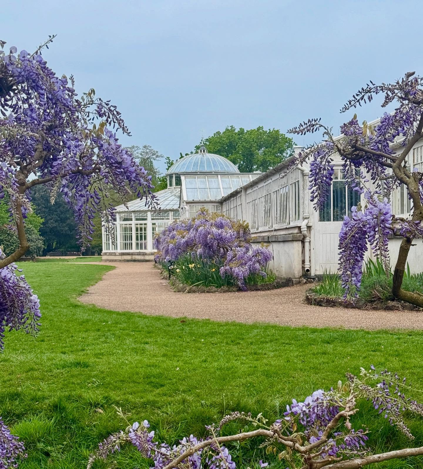 A sought after gardening role working with the fabulous Head Gardener Rosie Fyles at Chiswick House. See link below to role description. https://chiswickhouseandgardens.org.uk/gardener/