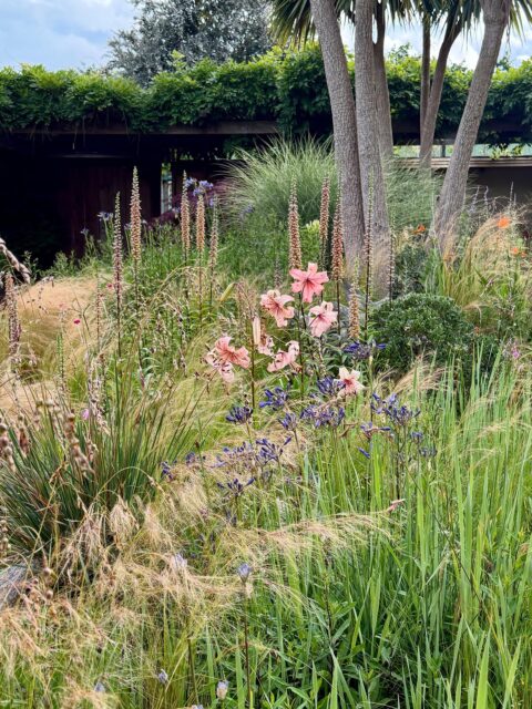 Hugely inspiring couple of days @wildsidegarden. Hard to believe that the garden topography was created from a once flat field of 4 acres some 20 years ago. Keith Wiley’s sensational plant collections and joy of colour and form creates a magical place for both plant lovers and designers. A garden that started as a space for beloved plants is now more than the sum of its initial parts. A genuine experimental attitude allows this to be a constant work in progress that only elevates sometimes quite literally the drama of this developing garden. I shall return to this garden with keen interest. One of the most exciting gardens in the UK.