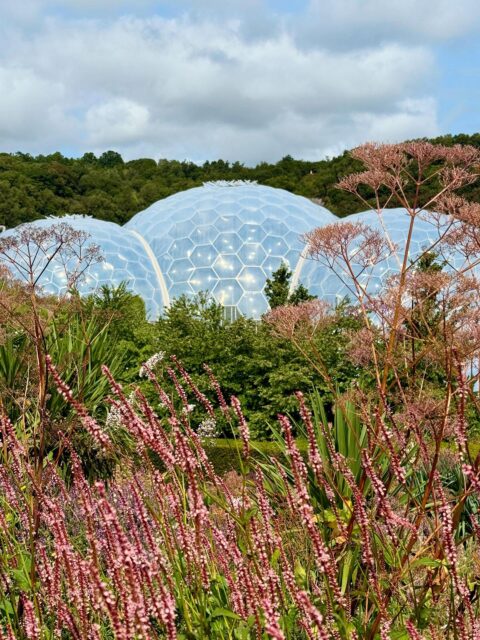 Enjoying a family trip to the Eden Project with our four legged friend. #edenproject #dogfriendly