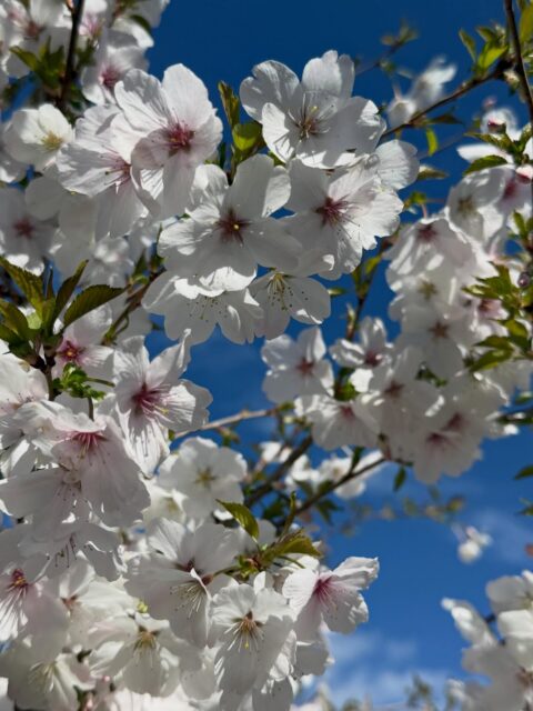 One of our favourite ornamental Cherries Prunus ‘The Bride’ against a bright blue sky. #cherryblossoms