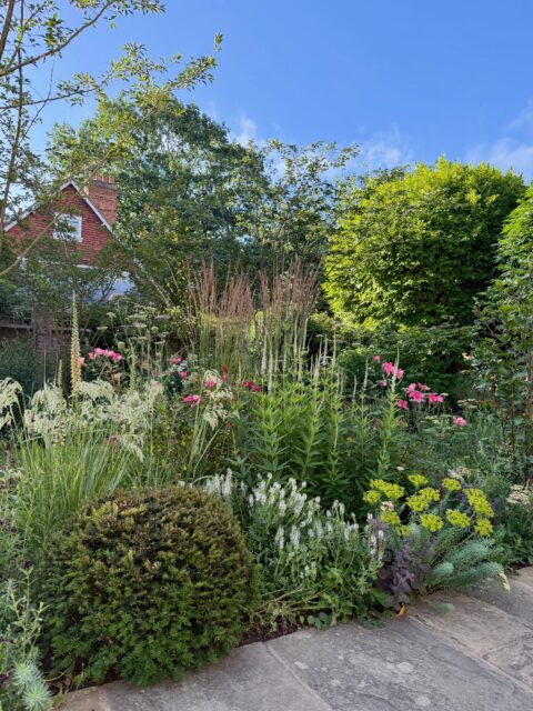 I enjoyed opening our garden to the public yesterday, and hearing feedback on the design and planting. The Rosa x odorata mutablis was looking rather lovely in its second (but definitely not last) flush through the lawn borders, with grasses including Calamagrostis emodensis, spires of Veronicastrum virginicum ‘Spring Dew’ and Digitalis ferruginea and the delicate Euphorbia seguieriana subsp. niciciana. Spotted this pretty day moth ‘Pyrausta aurata’ on the Hoheria sexstylosa ‘Stardust’.